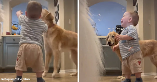 Split image of a toddler laughing and pointing while standing near a golden retriever in a kitchen.