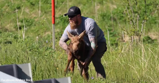 Person carrying a young moose through green grass under a clear sky.