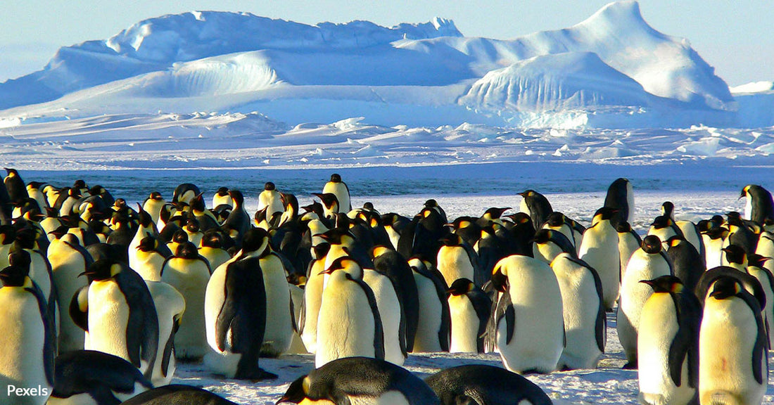 Baby Emperor Penguins Take Death Defying Leap Off 50ft Cliff