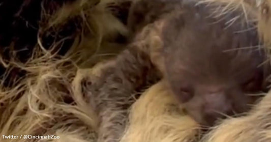 Cincinnati Zoo Is the Proud Home of a New Baby Sloth