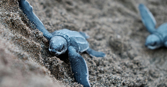 A Baby Sea Turtle 'Eruption' Leads To a Life or Death Race