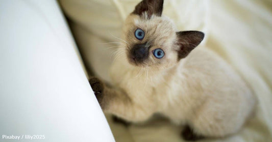 Kitten Rescued From Back of a Garbage Truck