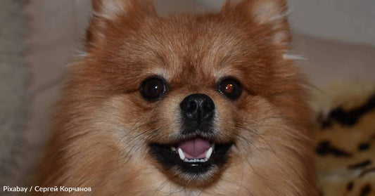 Dumped Pomeranian Dog Rescued From Rural Stretch of Road