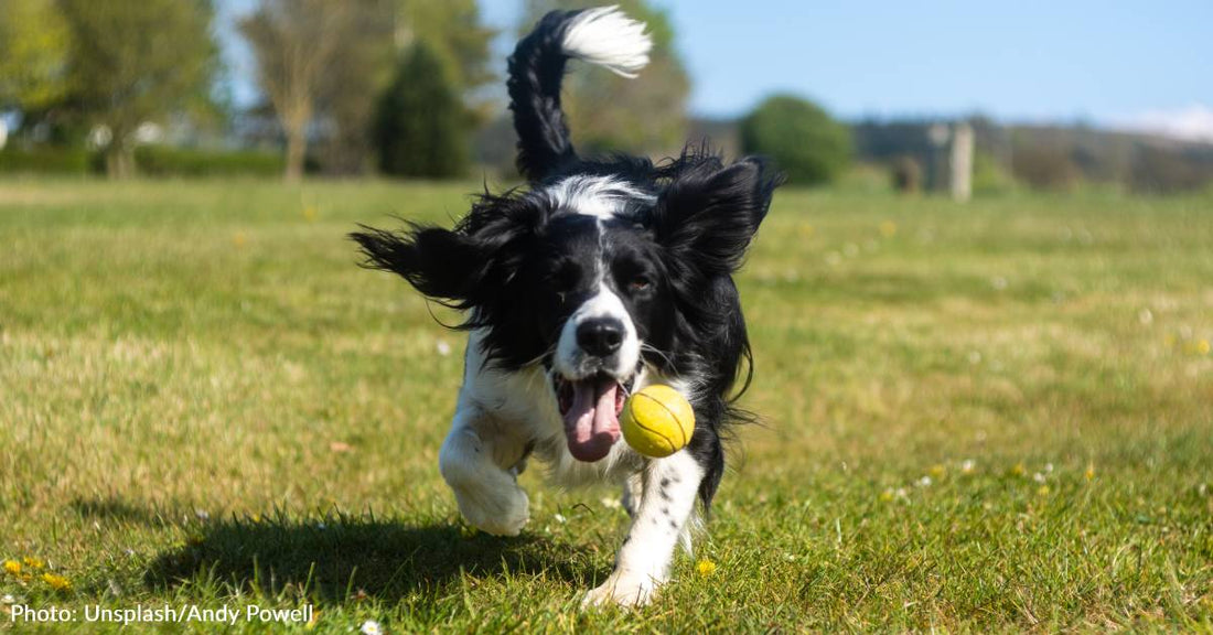 9 Ball-Obsessed Dog Breeds