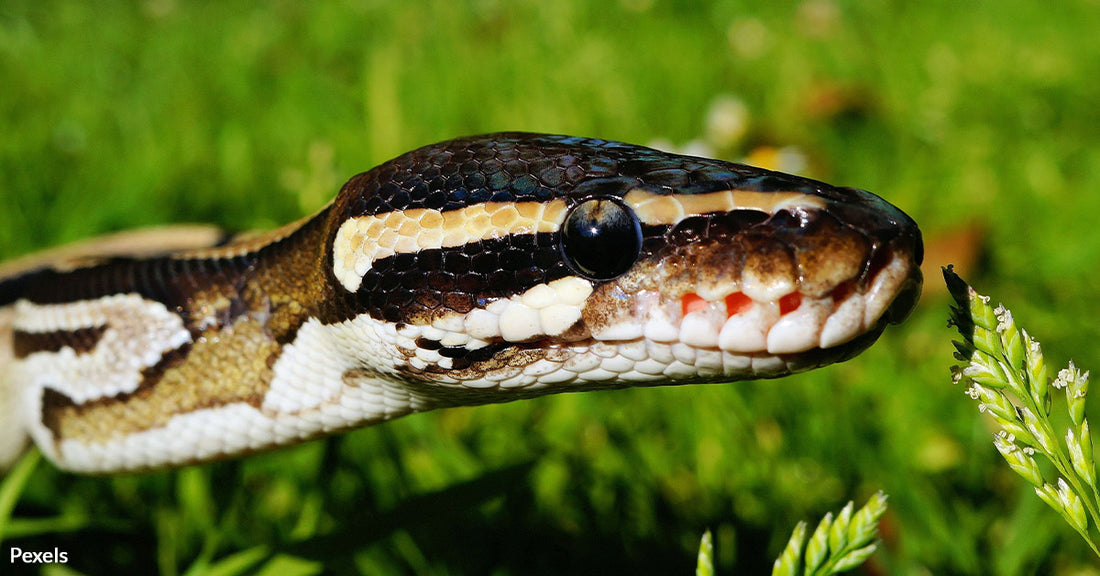 Florida Man Discovers Ball Python During Routine Dog Walk