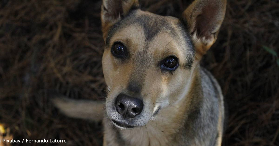 Rescue Dog Warms Heart of His Grieving Human When He Picks Up Habit of Her Old Dog