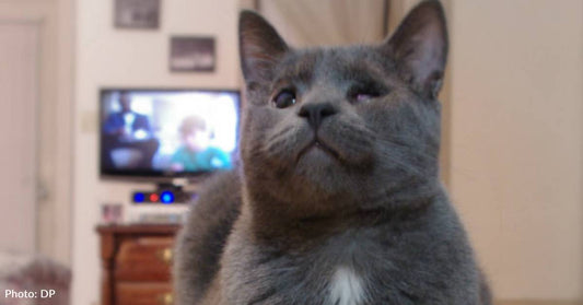 Blind FIV-Positive Cat is 'the Sweetest Little Guy'