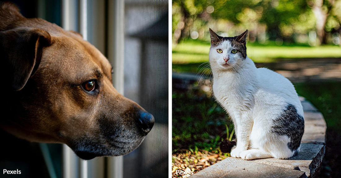 Barbados Ignites Outrage as Animal Abuse Cases Surge, Demand for Law Enforcement Grows