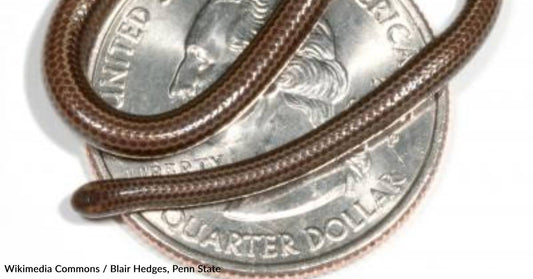 Scientists Spot World's Smallest Snake for First Time in 20 Years