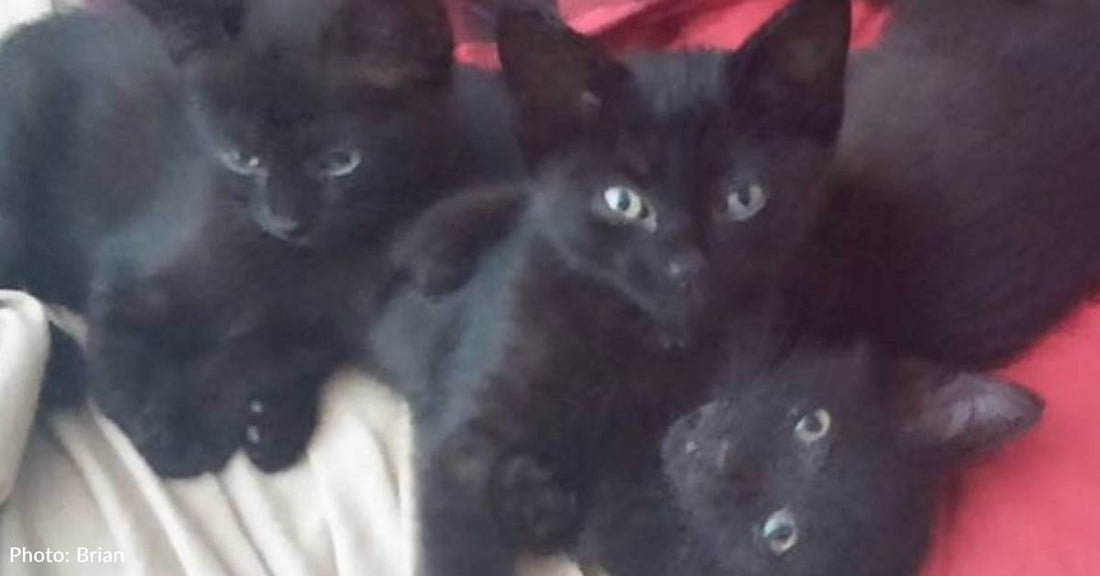 Three Filthy, Caged Kittens Rescued From Feeding Zoo