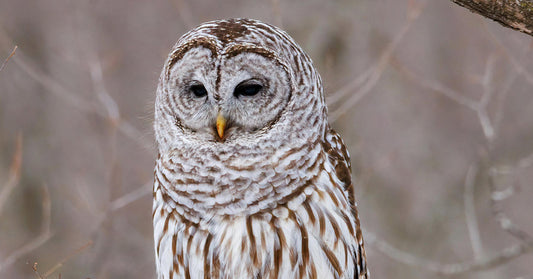 Half a Million Owls Marked for Death as Washington Fights over the Forest