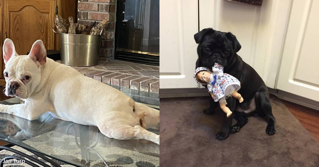 Deaf French Bulldog and 'Love Bunny' Pug Are Quite the Pair