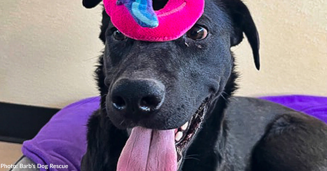 black dog resting on purple blanket with pink toy on head