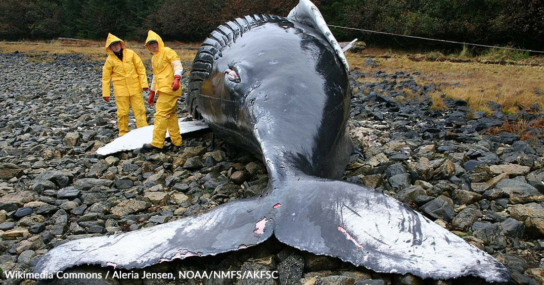 Over 50 Pilot Whales Lose Their Lives in Mass Stranding