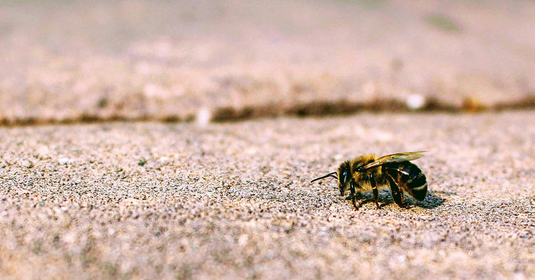This Common Rescue Tip for Bees Could Be Doing More Harm Than Good