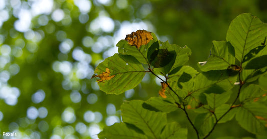 Racing Against Time: The Menace of Beech Leaf Disease Threatening Our Forests