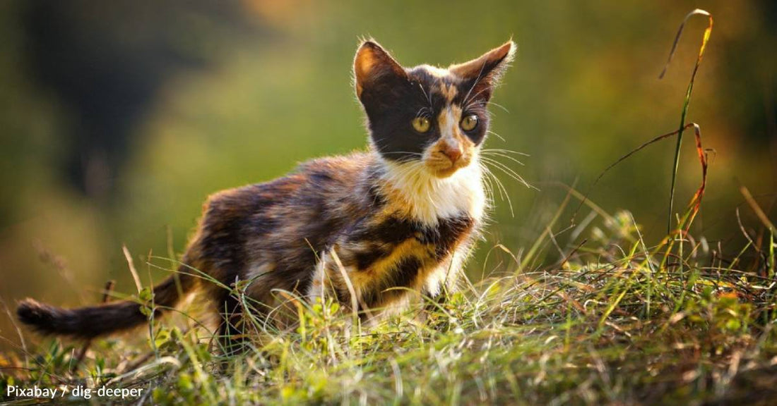 Kitten Helps Grieving Woman Heal From the Loss of Her Mother and Both of Her Cats