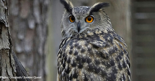 Beloved Owl 'Flaco' Dies Suddenly After Spending A Year Flying Free In New York City