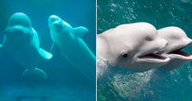 On the left, two beluga whales swim together underwater in blue depths; on the right, two beluga whales surface with open mouths in turquoise water.