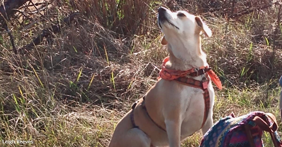 Horribly Overweight' Dog Discovers Hiking and Sheds the Weight with Her New Human