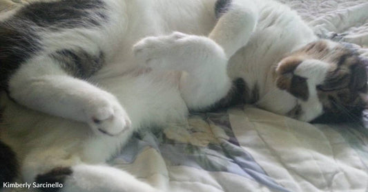 Cat Jumps Into Family's Truck As They Drive Home From Soccer Game