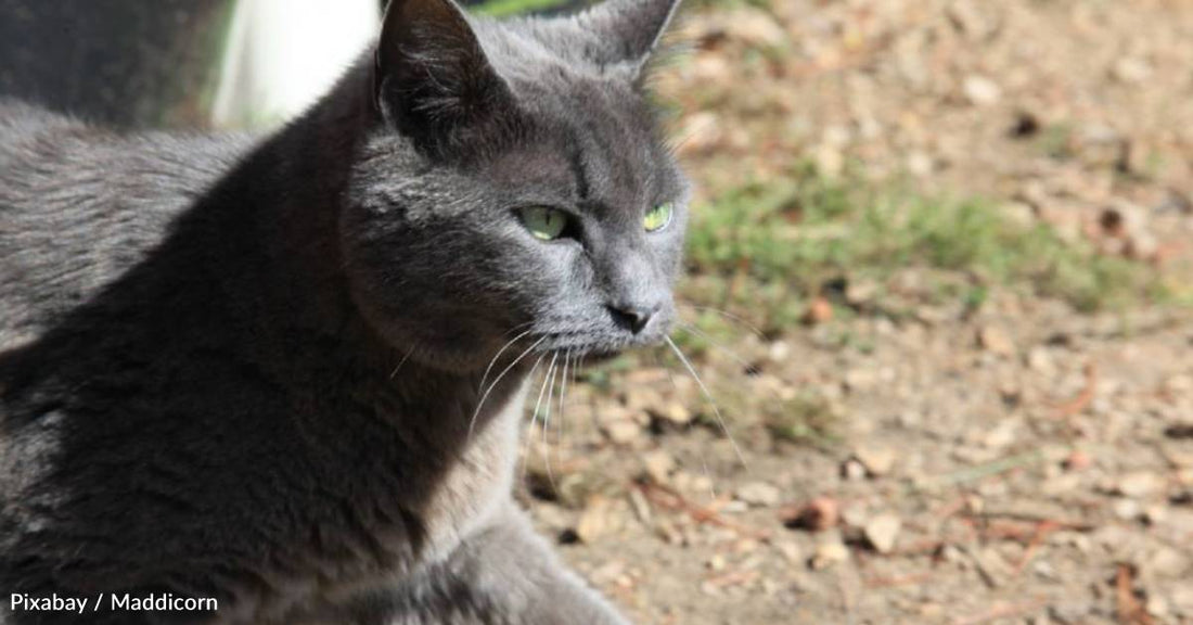 Unsociable Cat Has Hard Time Finding a New Home After His Human Dies