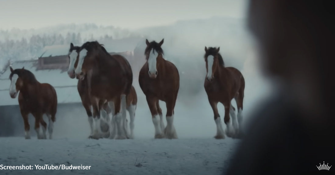 The Best 2024 Super Bowl Commercials Featuring Animals