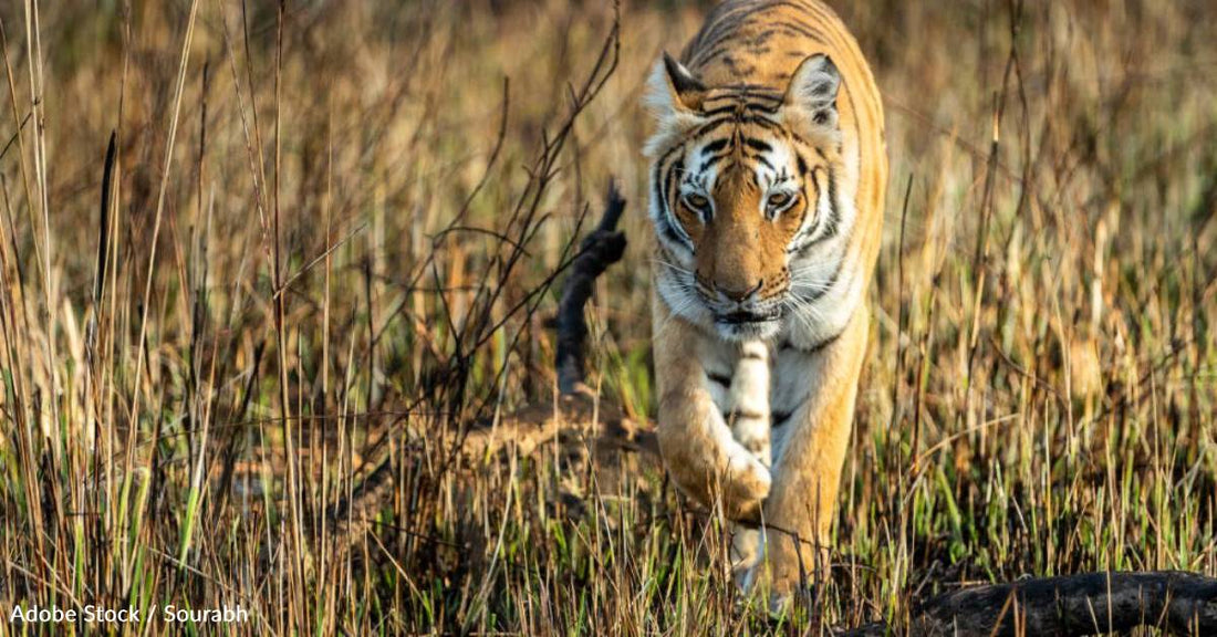 Bhutan's Tiger Count Increases By More Than 25% Since 2015