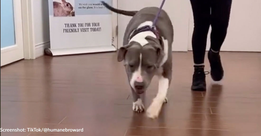 Big Boy Boulder Finally Finds Perfect Home