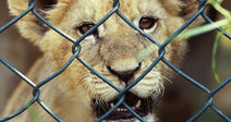 Young lion cub looking through a chain-link fence with its mouth slightly open.