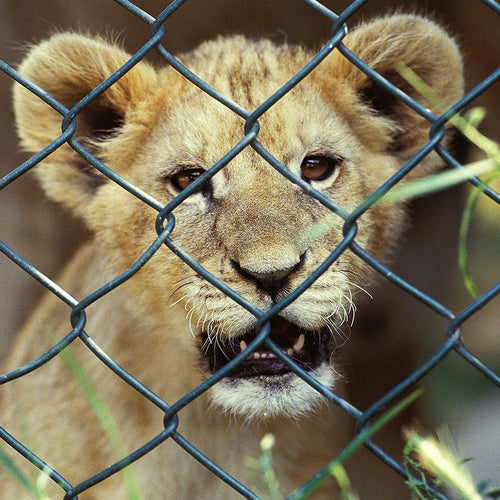 Young lion cub looking through a chain-link fence with its mouth slightly open.