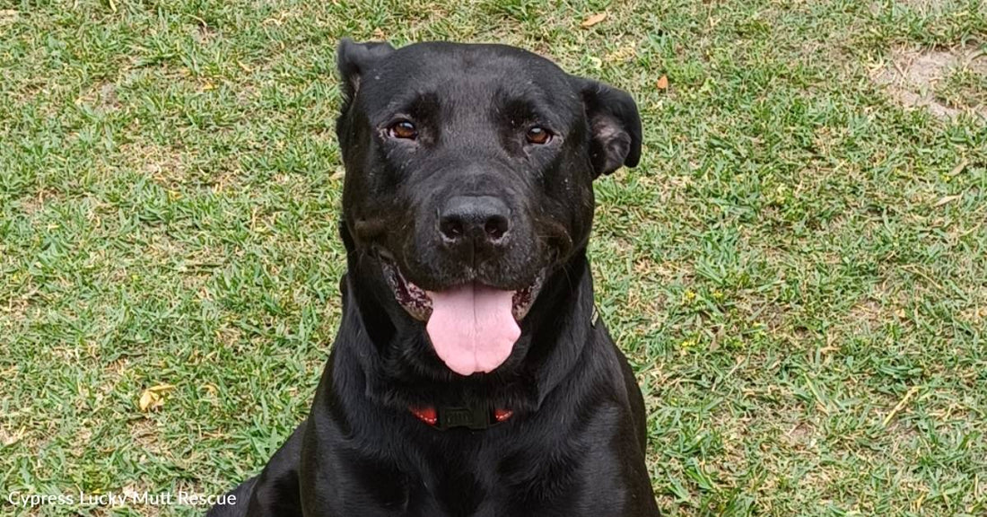 Sweet 'Couch Potato' Lab Mix Still Waiting for Forever Home After Two Years with Rescue