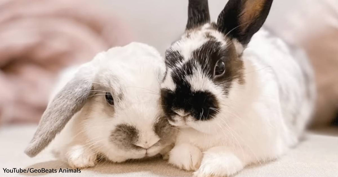 Lonesome Rescue Bunny Falls Head Over Heels in Love with Foster Sister