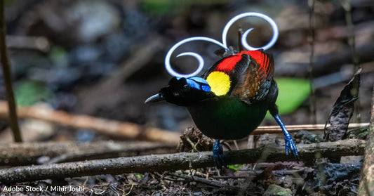 Already Flashy Bird Species Also Found to Be Biofluorescent