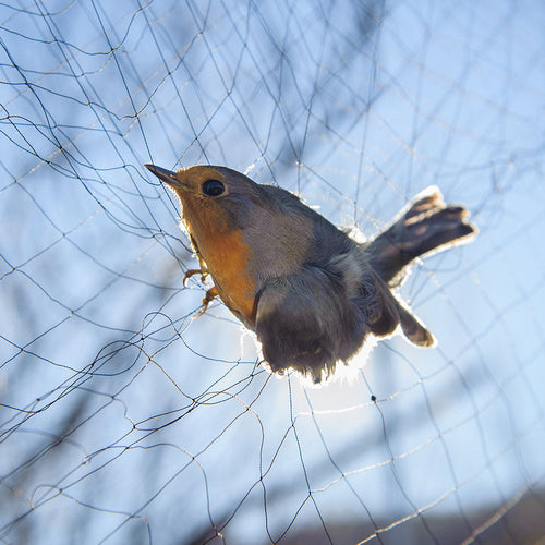 Protect Innocent Birds From Starving To Death Behind Urban Netting