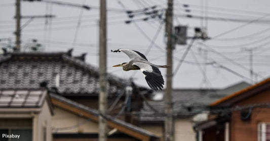 Bird Deaths From Building Collisions May Be Much Higher Than Current Estimates