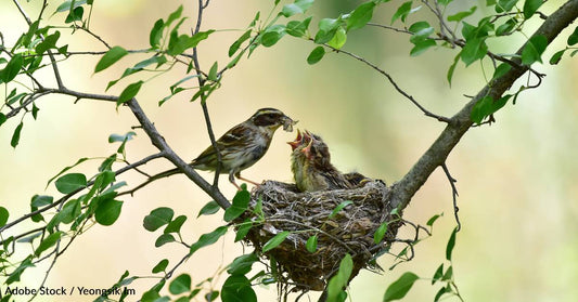 Birds Across the World Are Using Litter to Make Their Nests