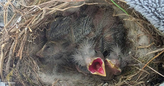 Three baby birds with open mouths in a nest made of twigs and grass.