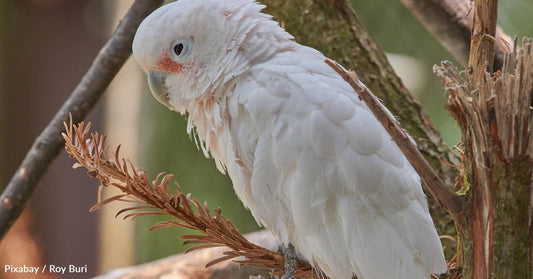 Some Birds Dip Their Food to Make it Tastier, New Study Shows