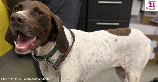 Meet At-Risk Shelter Pets Waiting To Board Our 21st Birthday Bash Flight To Freedom