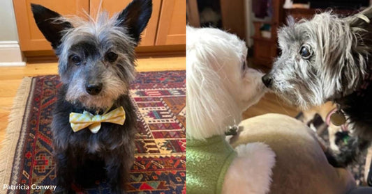 Chief Executive' of Household Dresses for the Job with His Doggie Bowtie