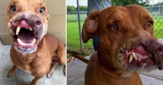 Heartless Family Abandon Their Dog Because They Thought He Was ‘Ugly’