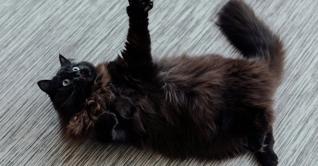 Internet Falls in Love with Black Cat’s First Time With Stairs
