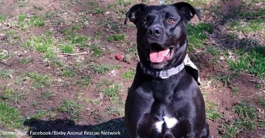 Black Dog Named Sam Finally Adopted After 871 Days At Oklahoma Shelter