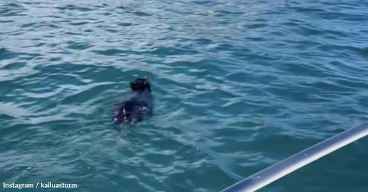 Family Spots 'Log' Floating in Hawaii’s Kaneohe Bay, Turns Out To Be Struggling Pig