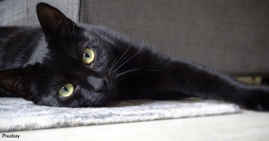 They'll Help Bring You Suitors, And Other Fun Facts About Black Cats