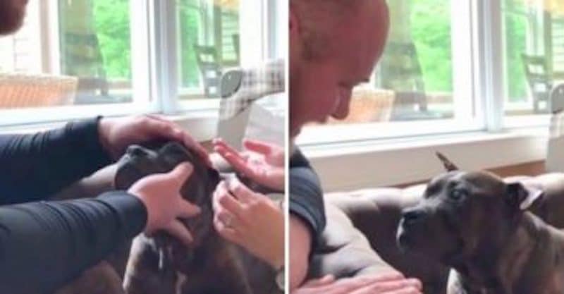 Blind Senior Pit Bull Can't Contain Her Excitement When Dad Puts On Her New Contact Lenses