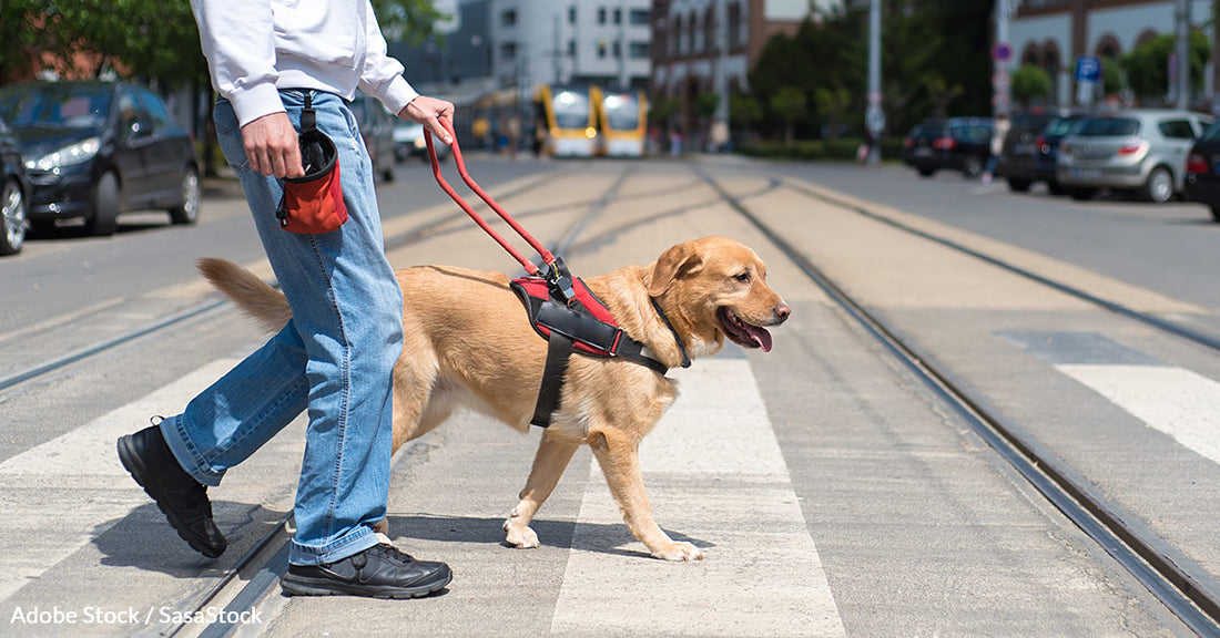 Seattle Restaurant Sparks Outrage After Denying Entry to Blind Influencer and His Service Dog