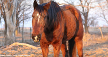 bay horse with cloudy eyes standing in field