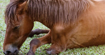Stop Hidden Foal Deaths In Wild Horse Holding Facilities